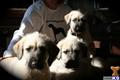 Irish Wolfhound